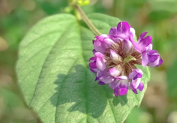 Planta con flores moradasDescripción generada automáticamente